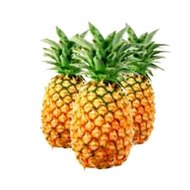 Queen Pineapples-YSL231