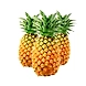 Queen Pineapples-YSL231-sm