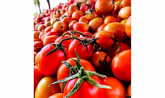 Tomatoes, papaya, watermelon, potatoes, Pomegranates and etc.