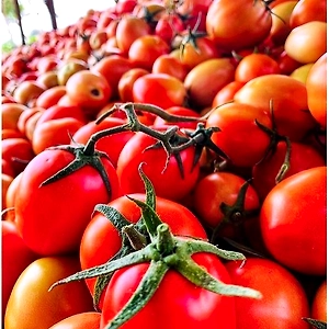 Tomatoes, papaya, watermelon, potatoes, Pomegranates and etc.