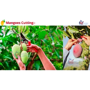 Mangoes