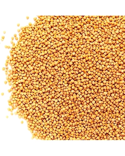 Yellow Mustard Seeds-11458726