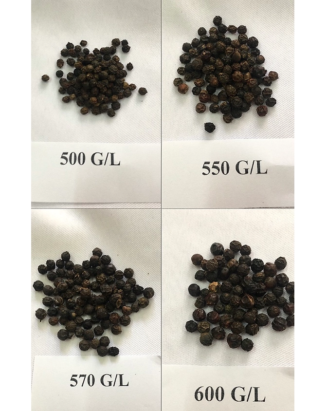 DRIED BLACK PEPPER-11232058