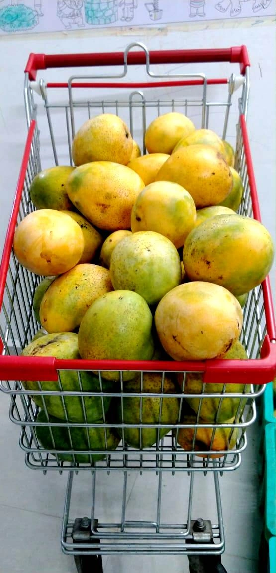 INDIAN MANGO-1