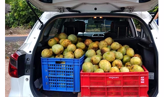 INDIAN MANGO