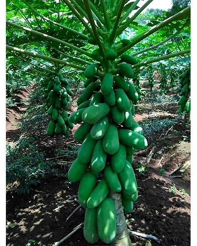 Papaya-4