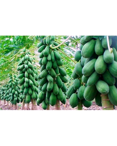 Papaya-5