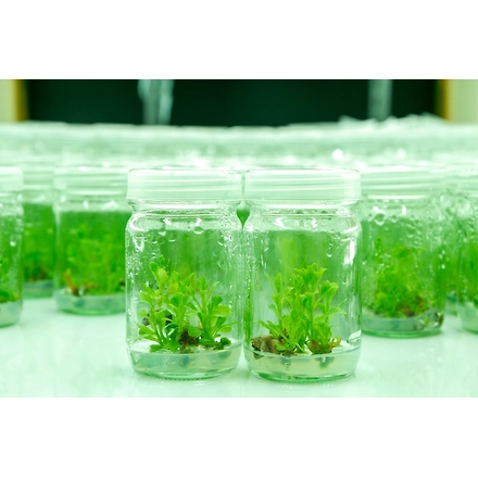 Agar Agar Plant Tissue Culture Grade-3