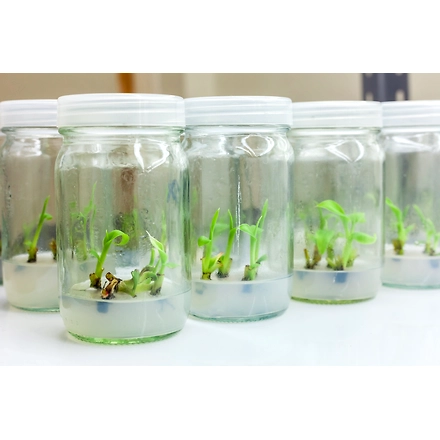 Agar Agar Plant Tissue Culture Grade-4