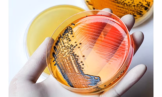 Agar Agar Bacteriological Grade
