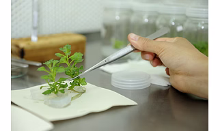 Agar Agar Plant Tissue Culture Grade