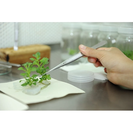 Agar Agar Plant Tissue Culture Grade-12542040