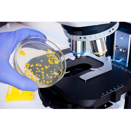 Agar Agar Bacteriological Standard Grade-1