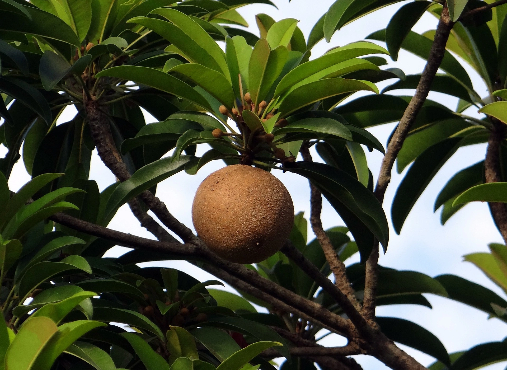 Gholvad Chikkoo /Sapota-4kg-2