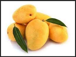 Marathwada Kesar mango-11267244