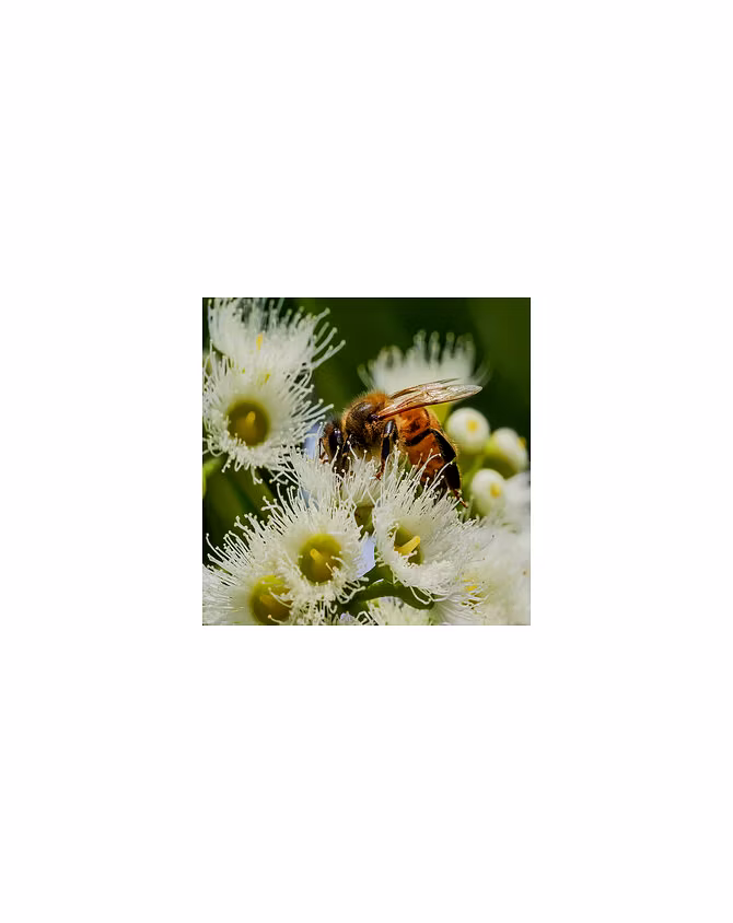 Eucalyptus Honey-11503192