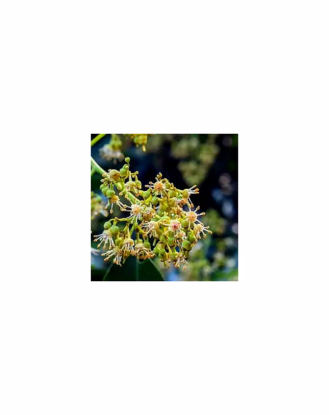 Lychee Honey-11503176
