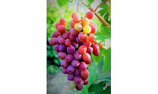 Grapes