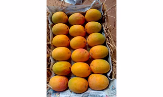 Mango