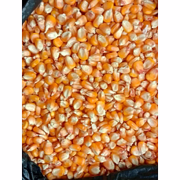 maize