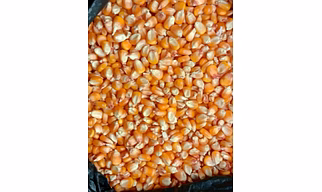 Maize