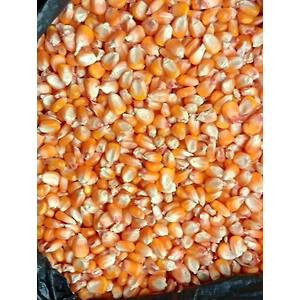 Maize