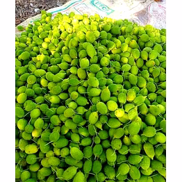 spine gourd