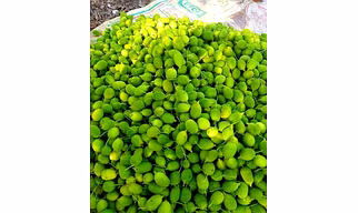 Spine gourd