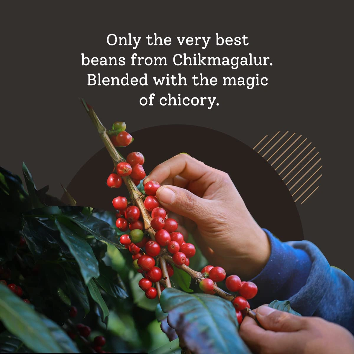 Bean Good Indian Brewed Coffee Beans 500g - Freshly Roasted Beans from Chikmagalur - 100% Pure Arabica Beans-2