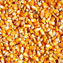 maize