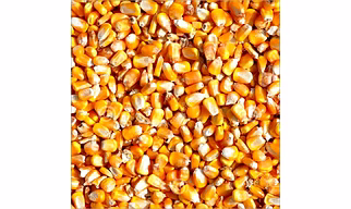 Maize