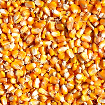 maize