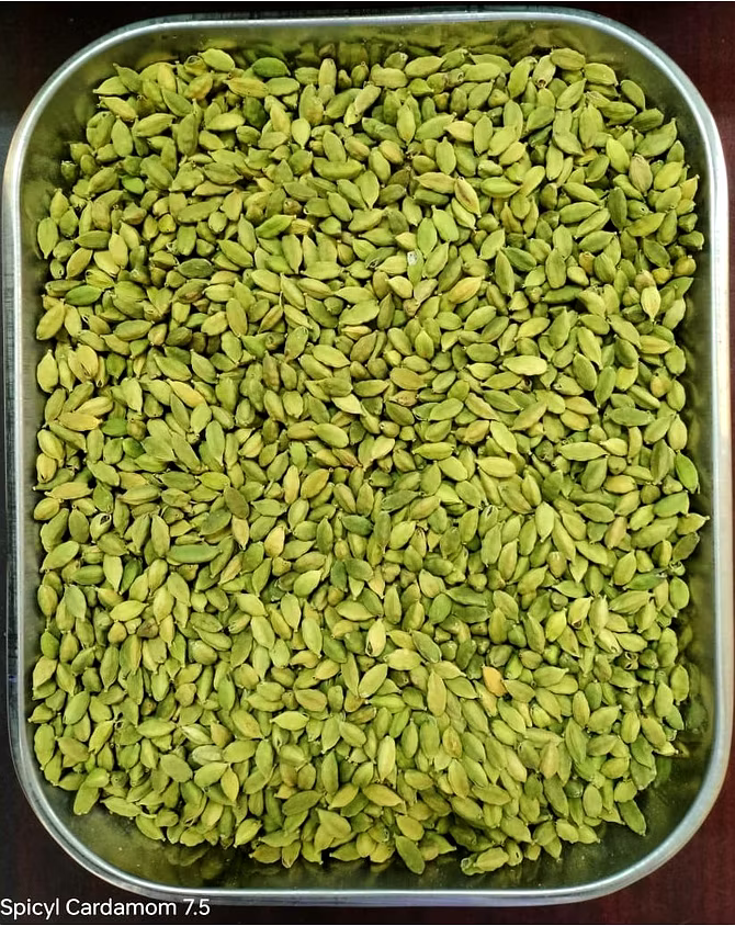 Spicyl Cardamom 7.5 mm to 8.0 mm Sizes, 2nd Quality Grade, Indian Green Cardamom, Whole Cardamom, Green Elaichi (Pack of 1)-100 Gram-1