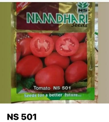 NS 501 (6H 81) TOMATOSEEDS-11328784