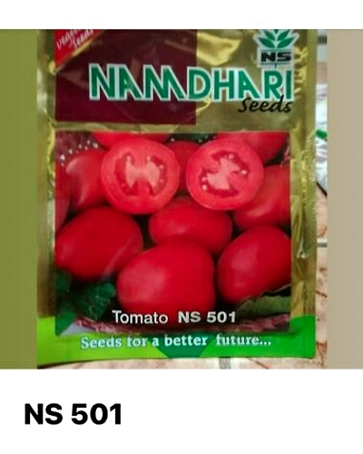 NS 501 (6H 81) TOMATOSEEDS-11328784
