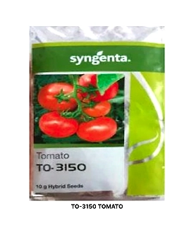 TO-3150 TOMATO  SEEDS