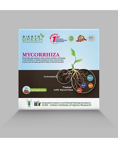 Mycorrahiza-2-1