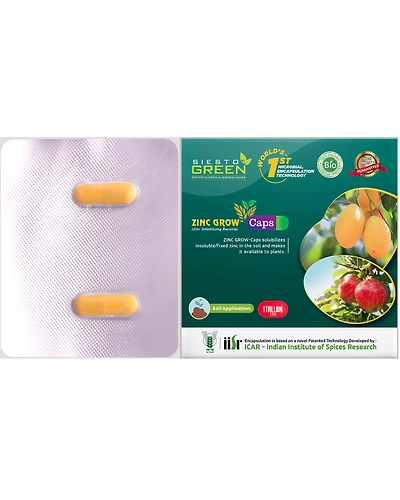 Zinc Grow a Zinc Solubilising Bacteria-11336040