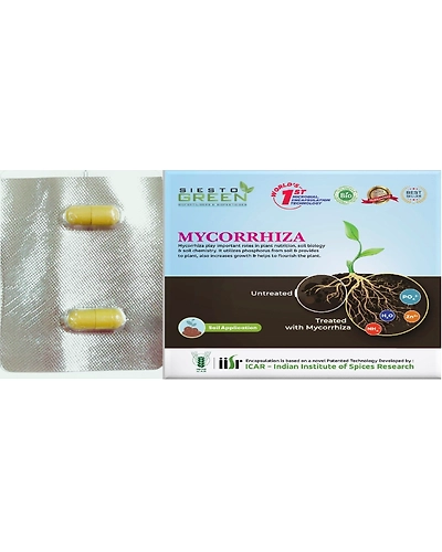 Mycorrahiza-11336712