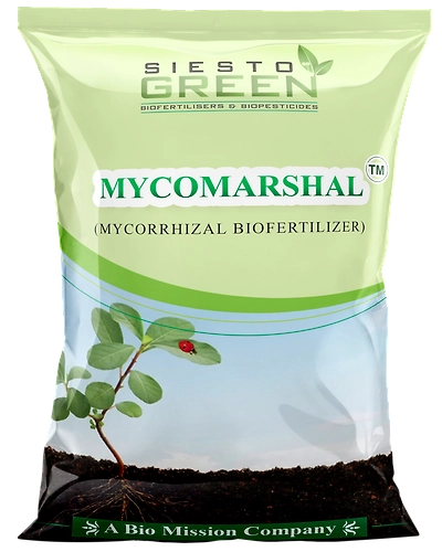 Mycorrahiza (Powder)-11336734