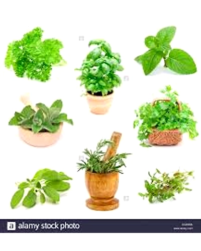 Raw Medicinal herbs-11349780