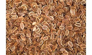 Dill Seeds