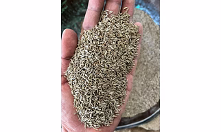 Cumin Seeds - Singapore 99% Purity