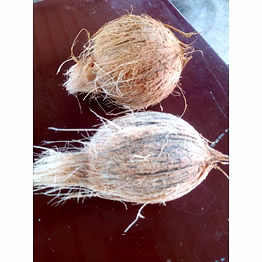 semi husked coconut