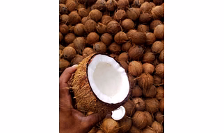 Semi Husked Coconut
