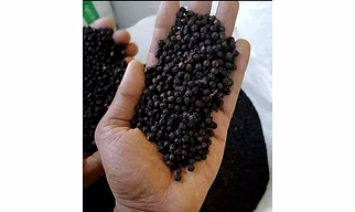 Black Pepper