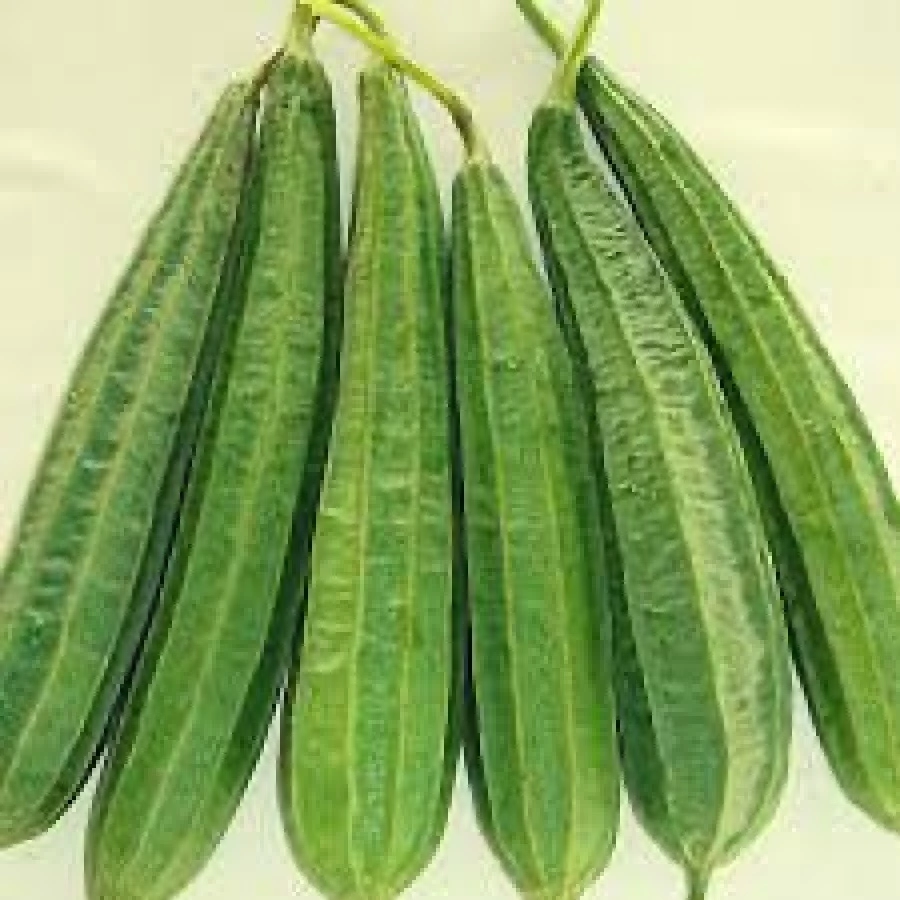 Ridge Gourd-11376808