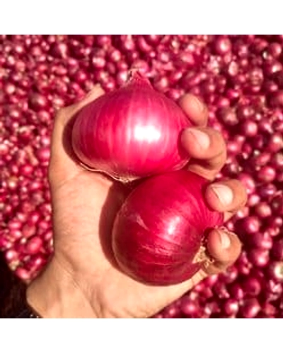 RED ONION-4