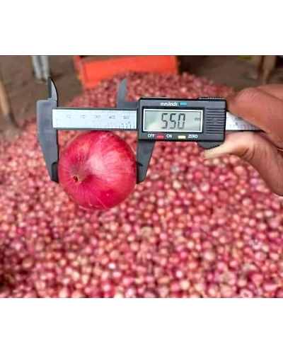RED ONION-3
