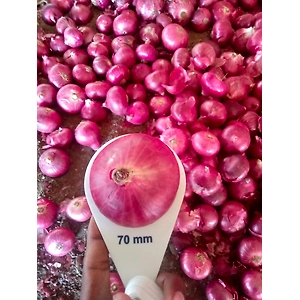 RED ONION